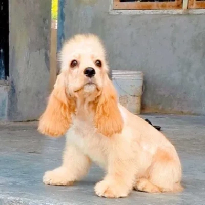 Cocker Spaniel Price in India | Cocker Spaniel Dog Price In India