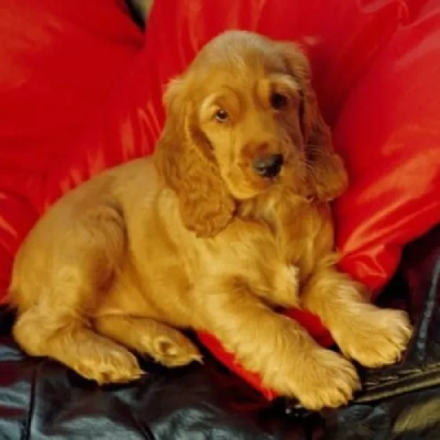 Cocker Spaniel Price in India | Cocker Spaniel Dog Price In India