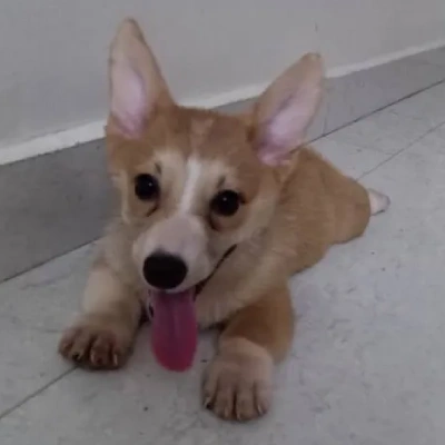 Corgi Price in Surat | Corgi Puppies for sale in Surat