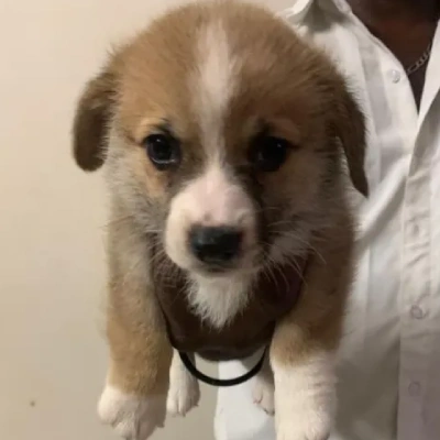 Corgi Price in Surat | Corgi Puppies for sale in Surat