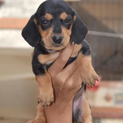 Dachshund Price in Visakhapatnam | Dachshund Puppies for sale in Visakhapatnam