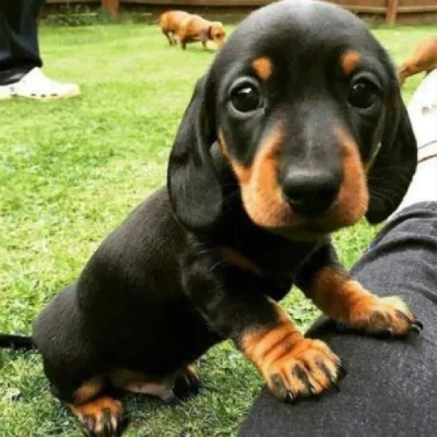 Dachshund Price in Visakhapatnam | Dachshund Puppies for sale in Visakhapatnam