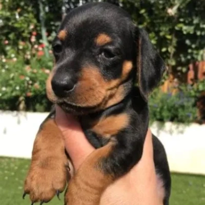 Dachshund Price in Visakhapatnam | Dachshund Puppies for sale in Visakhapatnam