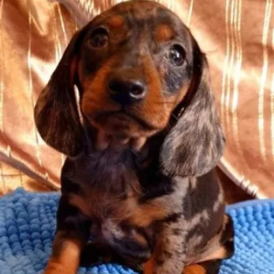 Dachshund Price in Visakhapatnam | Dachshund Puppies for sale in Visakhapatnam