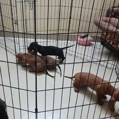 Dachshund Price in Visakhapatnam | Dachshund Puppies for sale in Visakhapatnam