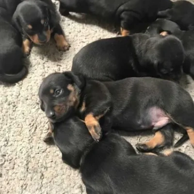 Dachshund Price in Visakhapatnam | Dachshund Puppies for sale in Visakhapatnam