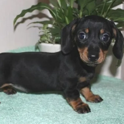 Dachshund Price in Nashik | Dachshund Puppies for sale in Nashik