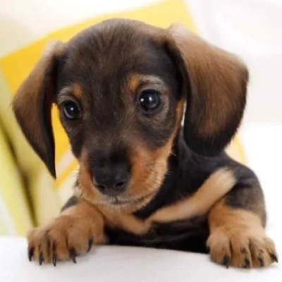 Dachshund Price in Visakhapatnam | Dachshund Puppies for sale in Visakhapatnam