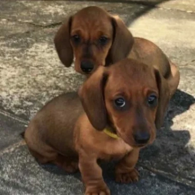 Dachshund Price in Surat | Dachshund Puppies for sale in Surat