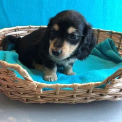 Dachshund Price in Visakhapatnam | Dachshund Puppies for sale in Visakhapatnam