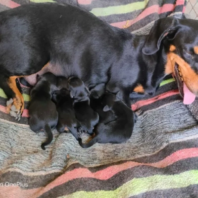 Dachshund Price in Visakhapatnam | Dachshund Puppies for sale in Visakhapatnam