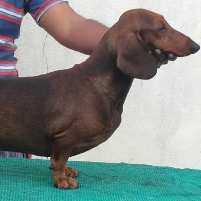 Dachshund Price in Visakhapatnam | Dachshund Puppies for sale in Visakhapatnam