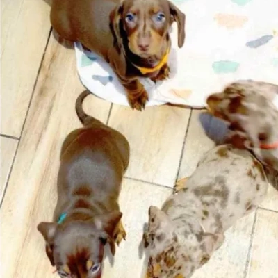 Dachshund Price in Visakhapatnam | Dachshund Puppies for sale in Visakhapatnam