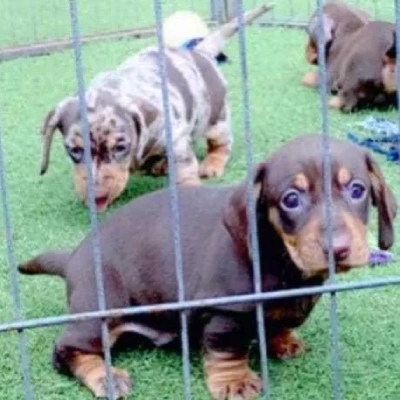 Dachshund Price in Visakhapatnam | Dachshund Puppies for sale in Visakhapatnam