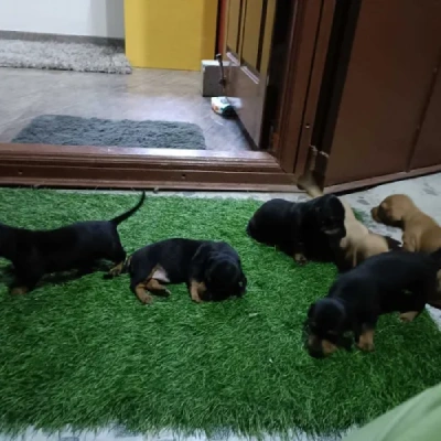 Dachshund Price in Nashik | Dachshund Puppies for sale in Nashik