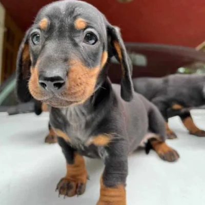 Dachshund Price in Nashik | Dachshund Puppies for sale in Nashik