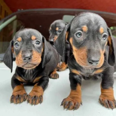 Dachshund Price in Visakhapatnam | Dachshund Puppies for sale in Visakhapatnam