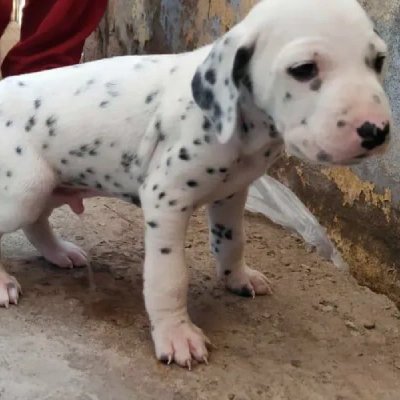 Dalmatian Price in Visakhapatnam | Dalmatian Puppies for sale in Visakhapatnam