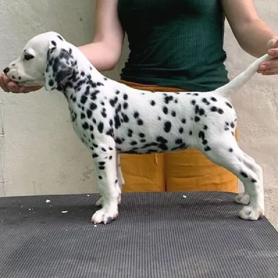 Dalmatian Price in Visakhapatnam | Dalmatian Puppies for sale in Visakhapatnam