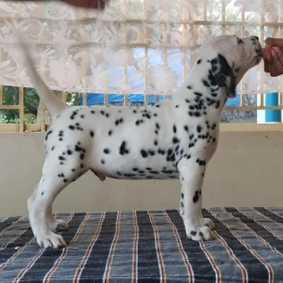 Dalmatian Price in Visakhapatnam | Dalmatian Puppies for sale in Visakhapatnam