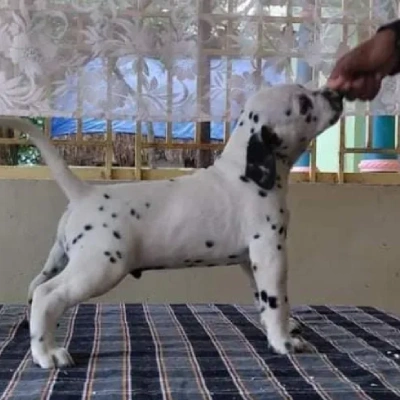 Dalmatian Price in Visakhapatnam | Dalmatian Puppies for sale in Visakhapatnam