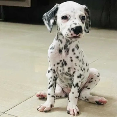 Dalmatian Price in Visakhapatnam | Dalmatian Puppies for sale in Visakhapatnam