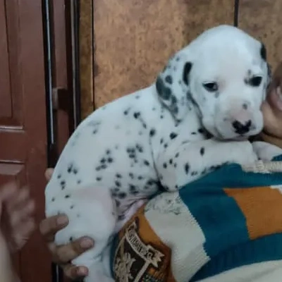 Dalmatian Price in Visakhapatnam | Dalmatian Puppies for sale in Visakhapatnam