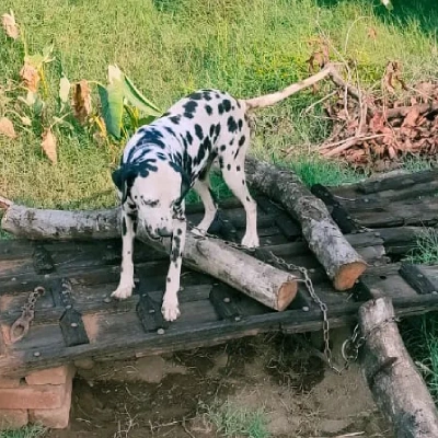 Dalmatian Price in Visakhapatnam | Dalmatian Puppies for sale in Visakhapatnam