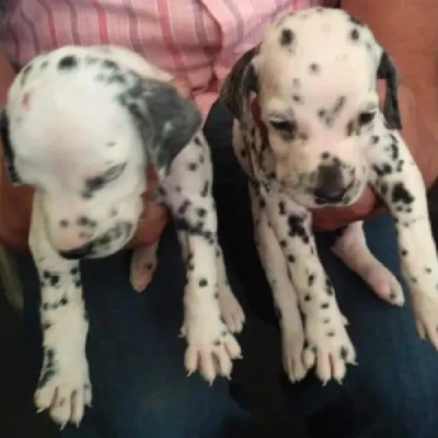 Dalmatian Price in Visakhapatnam | Dalmatian Puppies for sale in Visakhapatnam