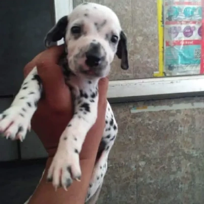 Dalmatian Price in Visakhapatnam | Dalmatian Puppies for sale in Visakhapatnam