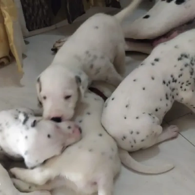 Dalmatian Price in Visakhapatnam | Dalmatian Puppies for sale in Visakhapatnam