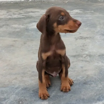 Doberman Price in Bangalore | Doberman Puppies for sale in Bangalore