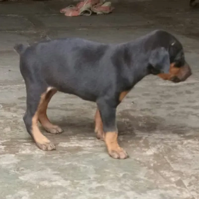 Doberman Price in Bangalore | Doberman Puppies for sale in Bangalore