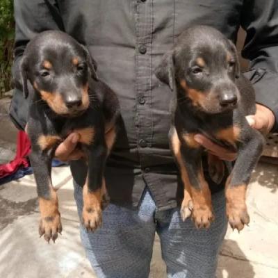 Doberman Price in Bangalore | Doberman Puppies for sale in Bangalore