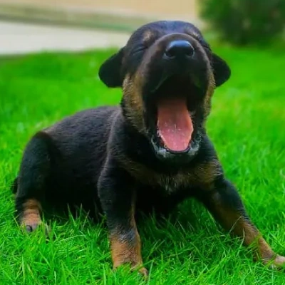 Doberman Price in Bangalore | Doberman Puppies for sale in Bangalore