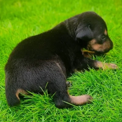 Doberman Price in Bangalore | Doberman Puppies for sale in Bangalore