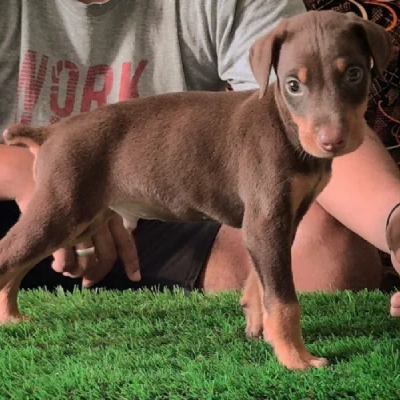 Doberman Price in Bangalore | Doberman Puppies for sale in Bangalore