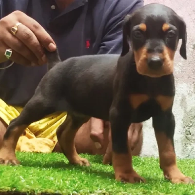 Doberman Price in Bangalore | Doberman Puppies for sale in Bangalore