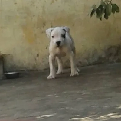 Dogo Argentino Price in Visakhapatnam | Dogo Argentino Puppies for sale in Visakhapatnam