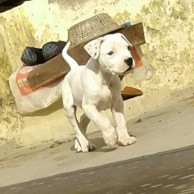 Dogo Argentino Price in Visakhapatnam | Dogo Argentino Puppies for sale in Visakhapatnam