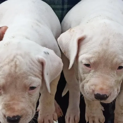 Dogo Argentino Price in Visakhapatnam | Dogo Argentino Puppies for sale in Visakhapatnam