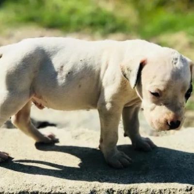 Dogo Argentino Price in Visakhapatnam | Dogo Argentino Puppies for sale in Visakhapatnam