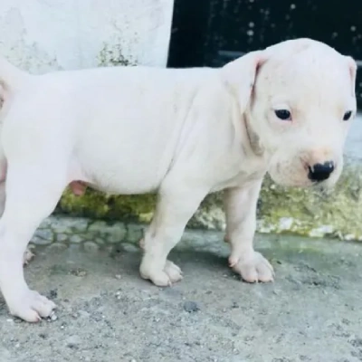 Dogo Argentino Price in Visakhapatnam | Dogo Argentino Puppies for sale in Visakhapatnam