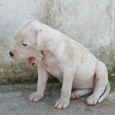 Dogo Argentino Price in Visakhapatnam | Dogo Argentino Puppies for sale in Visakhapatnam