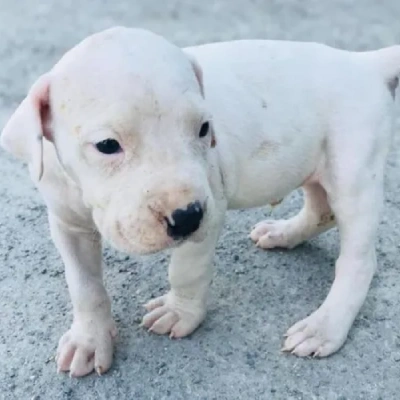 Dogo Argentino Price in Visakhapatnam | Dogo Argentino Puppies for sale in Visakhapatnam