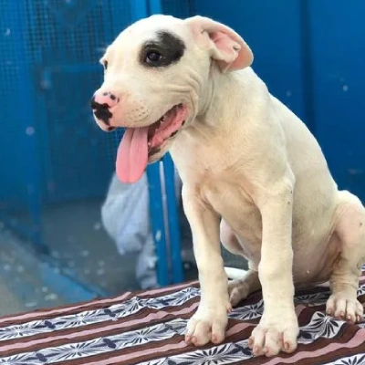 Dogo Argentino Price in Visakhapatnam | Dogo Argentino Puppies for sale in Visakhapatnam