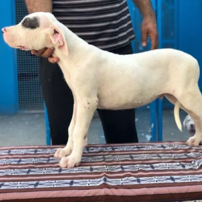 Dogo Argentino Price in Visakhapatnam | Dogo Argentino Puppies for sale in Visakhapatnam