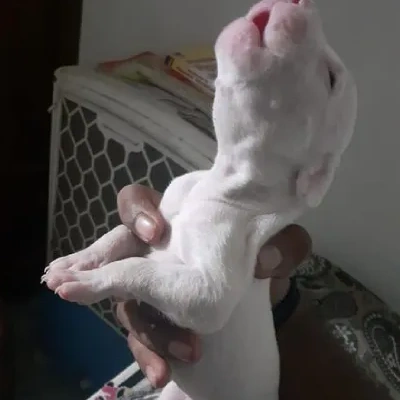 Dogo Argentino Price in Visakhapatnam | Dogo Argentino Puppies for sale in Visakhapatnam