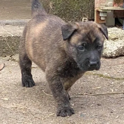 Dutch Shepherd Price in Surat | Dutch Shepherd Puppies for sale in Surat