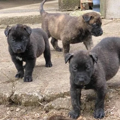 Dutch Shepherd Price in Surat | Dutch Shepherd Puppies for sale in Surat